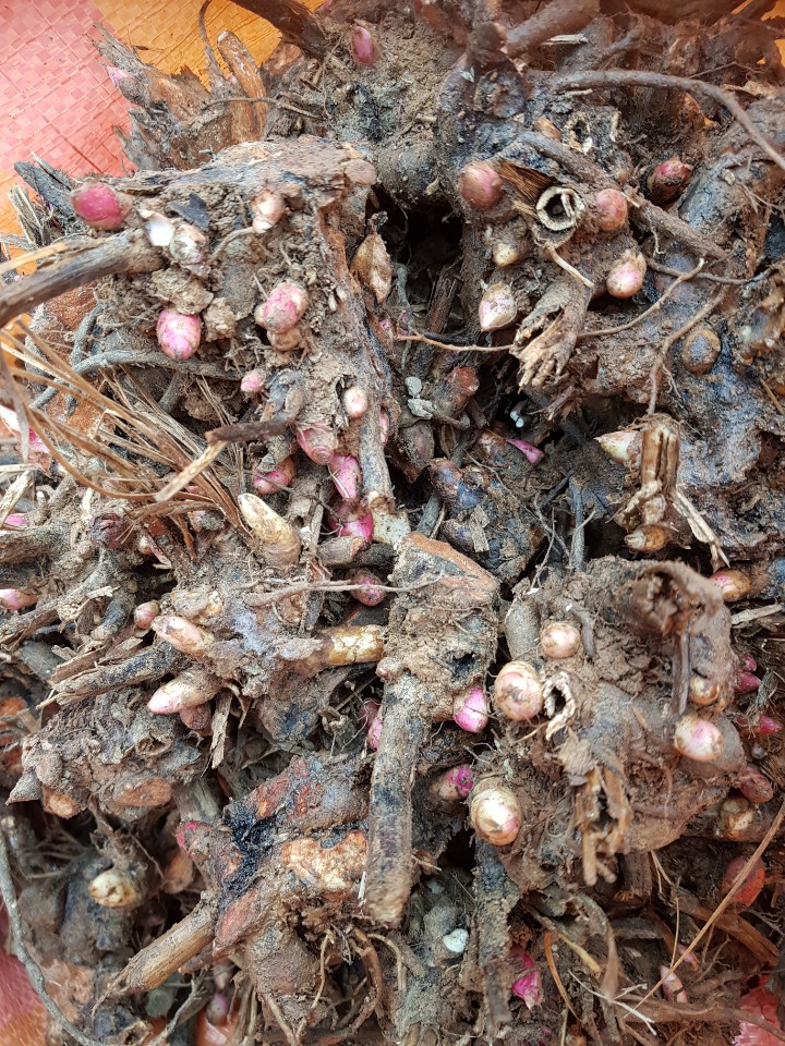 e723d34bf5ec690352a1d4bd0f6d72b2_1763301689_7342.jpg e723d34bf5ec690352a1d4bd0f6d72b2_1763301689_7342.jpg