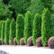 에메랄드그린 (80cm-1m전후) 블루애로우 에로우 울타리나무 화분