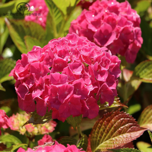 유럽 수국 묘목 알펜글루헨 - 지속 개화수국