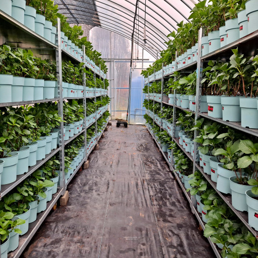 유럽 수국 묘목 알펜글루헨 - 지속 개화수국