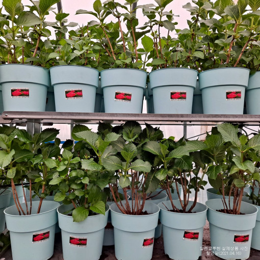 유럽 수국 묘목 알펜글루헨 - 지속 개화수국