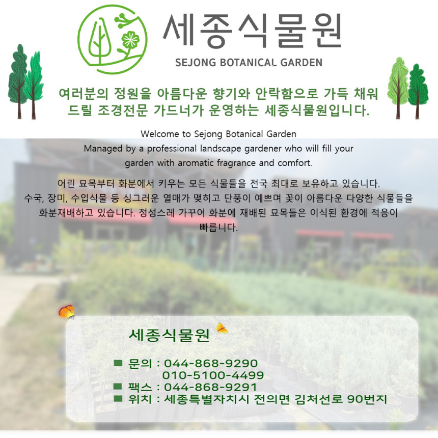 유럽 수국 묘목 알펜글루헨 - 지속 개화수국