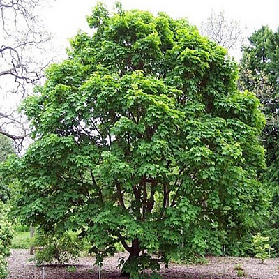 산삼고로쇠 묘목 고로쇠나무 특묘 우산고로쇠 2주 수액 조경수 산림수