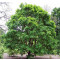 산삼고로쇠 묘목 고로쇠나무 특묘 우산고로쇠 2주 수액 조경수 산림수