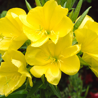 황금낮달맞이 8cm포트 (모종 30개) 노지월동 여러해살이 천지가야생화