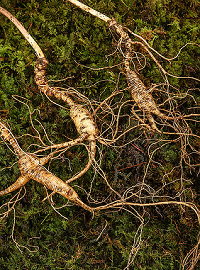 산삼정원 월악산 산파식 재배 산양삼 수 9~11년근 5뿌리