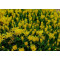 노랑송엽국-황엽국 8cm포트 (모종 30개) 노지월동 여러해살이 사철채송화 천지가야생화