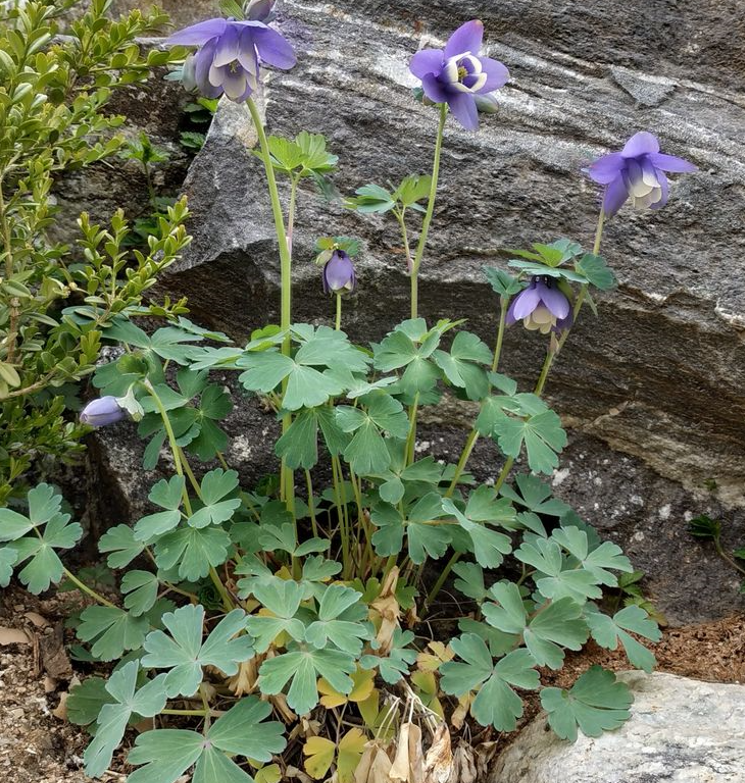 하늘매발톱 노지월동 8cm포트 모종4개 숙근묘 봄꽃 천지가야생화