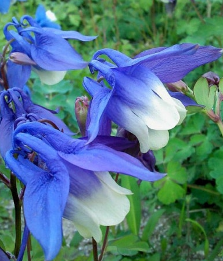 하늘매발톱 노지월동 8cm포트 모종4개 숙근묘 봄꽃 천지가야생화