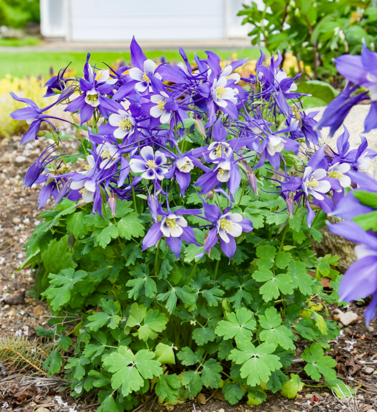 하늘매발톱 노지월동 8cm포트 모종4개 숙근묘 봄꽃 천지가야생화