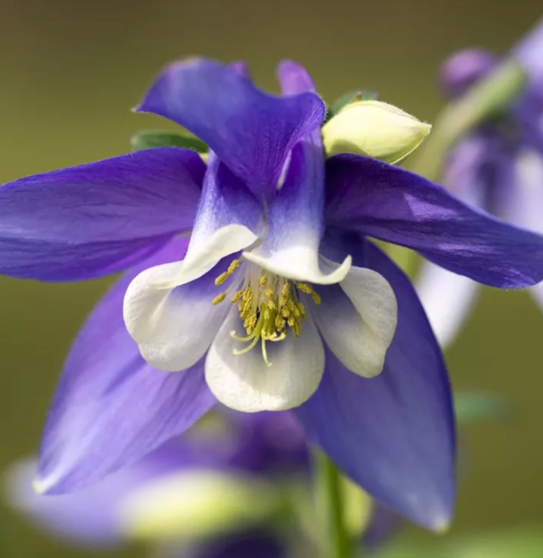 하늘매발톱 노지월동 8cm포트 모종4개 숙근묘 봄꽃 천지가야생화