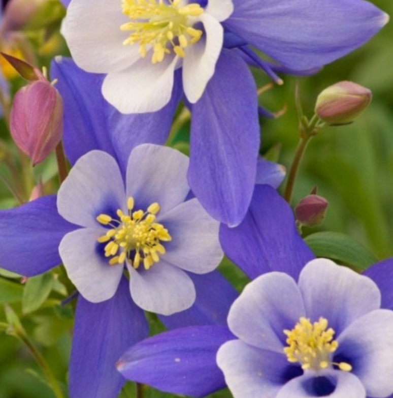 하늘매발톱 노지월동 8cm포트 모종4개 숙근묘 봄꽃 천지가야생화