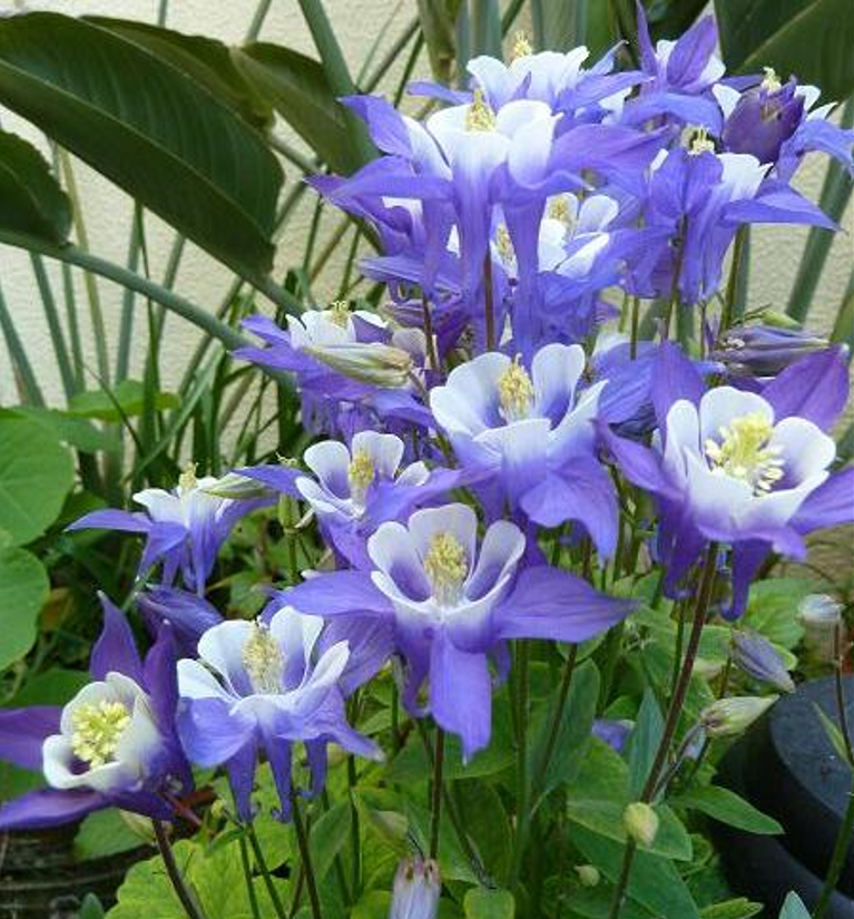 하늘매발톱 노지월동 8cm포트 모종4개 숙근묘 봄꽃 천지가야생화