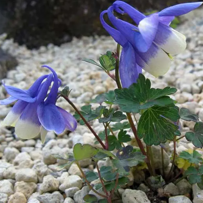 하늘매발톱 노지월동 8cm포트 모종4개 숙근묘 봄꽃 천지가야생화