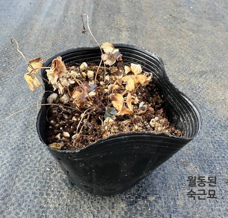 하늘매발톱 노지월동 8cm포트 모종4개 숙근묘 봄꽃 천지가야생화