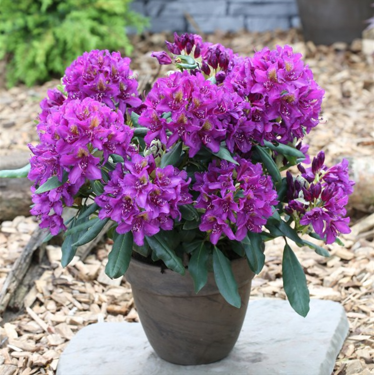 만병초 마르셀메나드 묘목 20cm 화분 노지월동 향기나무 봄꽃 천지가야생화