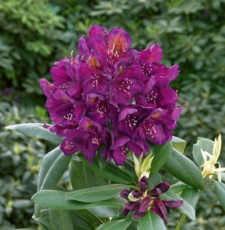 만병초 마르셀메나드 묘목 20cm 화분 노지월동 향기나무 봄꽃 천지가야생화