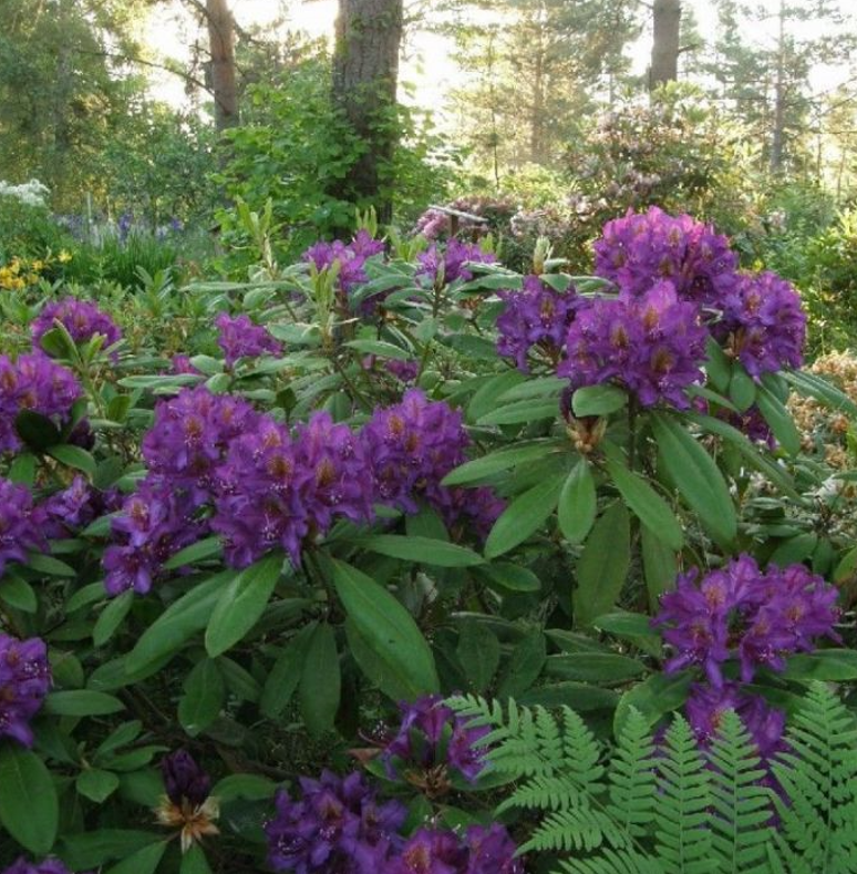 만병초 마르셀메나드 묘목 20cm 화분 노지월동 향기나무 봄꽃 천지가야생화