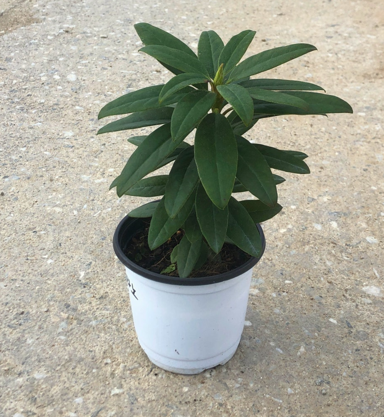 만병초 마르셀메나드 묘목 20cm 화분 노지월동 향기나무 봄꽃 천지가야생화