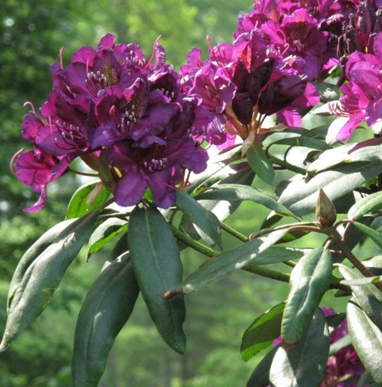 만병초 마르셀메나드 묘목 20cm 화분 노지월동 향기나무 봄꽃 천지가야생화