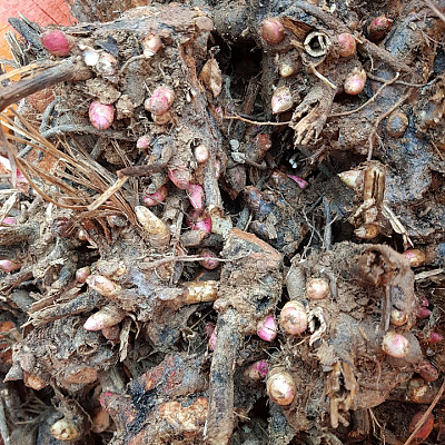 작약모종 작약뇌두 5kg