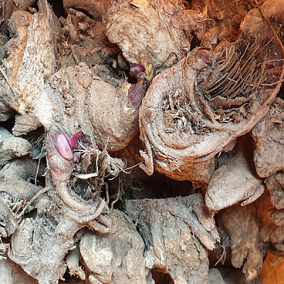 땅두릅뇌두 땅두릅모종 30주