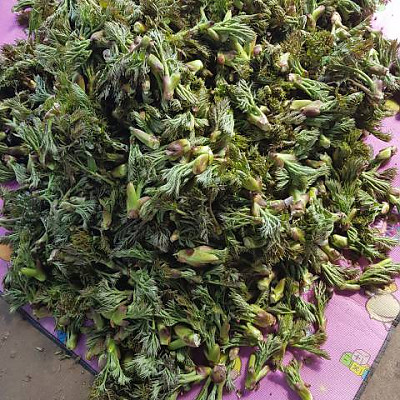 산지직송 참두릅 500g 1kg 봄 제철 자연산 산두릅