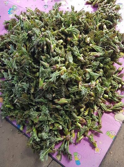 산지직송 참두릅 500g 1kg 봄 제철 자연산 산두릅