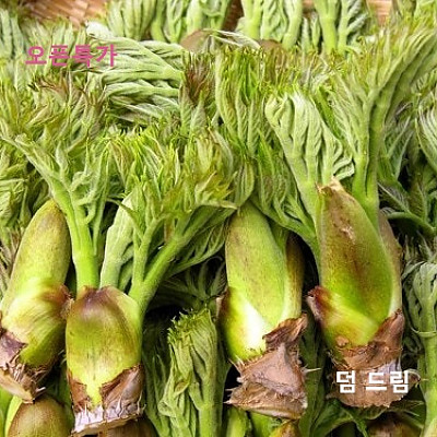 산지직송 참두릅 500g 1kg 봄 제철 자연산 산두릅